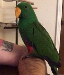 Eclectus Male For Sale