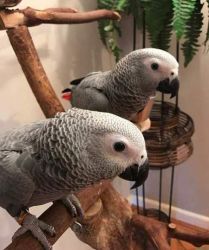 A PAIR OF GORGEOUS AFRICAN GREY PARROTS FOR SALE