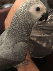 Friendly male and female African Grey Parrots