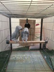 Adopt African Grey Parrots Today