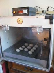 Parrot eggs and incubator for sale.