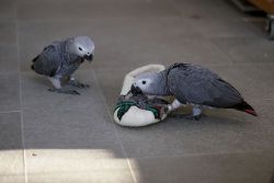 Paired African Grey parrots