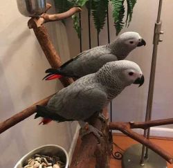 Talking pair of Congo African Grey Parrots for sale(tex(xxx)xxxxxxx