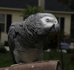 African gray Parrots txt(xxx) xxx-xxx2