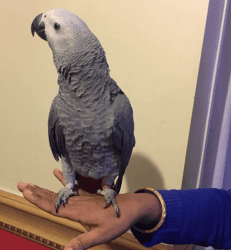 Beautiful Tame Congo African Grey Parrot who will be turning 2 years o