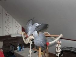 African Grey parrot pair ready now