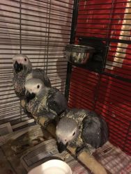 I have a pair of Africa grays for sale one male and one female