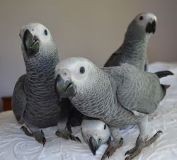 Adorable home train Africa Grey parrots