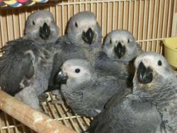 African greys with certificates