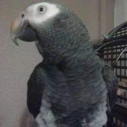 Timneh Grey Parrot