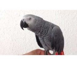 HOMING African Grey Parrots For Sale