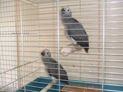 Hand Raised Congo african Grey parrots (xxx) xxx-xxx9