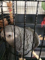 Gorgeouse African Grey Parrot