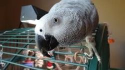 Nice African Grey Parrot Available