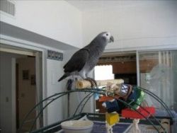 Talking African Grey Parrots for Adoption
