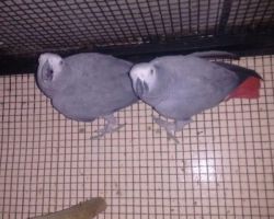 africa gray parrots are ready to go home