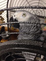 Wanderful singer African Grey Needs Loving Home/ contact :(646) 598-35