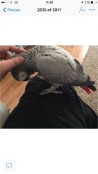 African Grey Parrot Tame N Talking/ contact :(xxx) xxx-xxx0