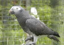 Pair of Talking African Grey parrots
