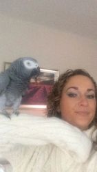 Cute and nice talking African grays parrots ready for sale.