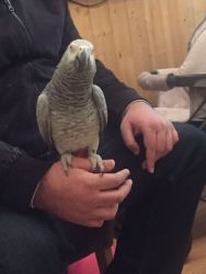 Friendly Tame Talking Congo African Grey Parrot