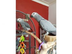 african grey parrots for sale text or call (xxx) xxxxxx4