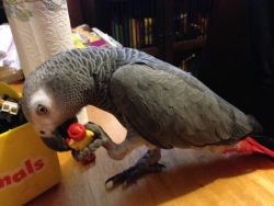 Nice Cute and lovely taking African grey parrots ready for sale.
