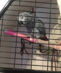 Young African Grey
