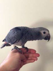 Cute Pair of Talking African Grey Parrot