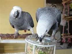 African Grey Parrot, Handsome
