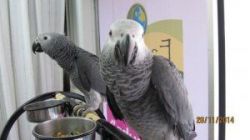 African Grey's, hand reared pets