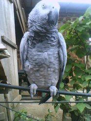 African Grey parrot ...Worlds most intelligent parrot for sale