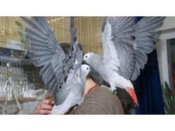 Pair of Adorable DNA Tested African Grey Parrots For Sale