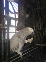 Pair of bonded African grey parrots