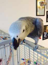 African Grey for sale