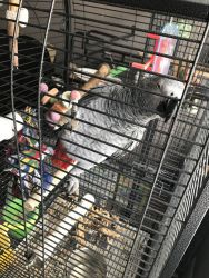 Love pair of African gray parrot for sale