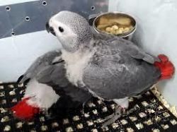 Parrots| Macaws|Cockatoo|Conures etc . Babies adults &eggs Available