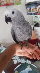 Avaliable African Grey Parrots
