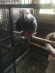 Gorgeous African Grey Parrot for sale