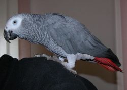 Homely African Grey