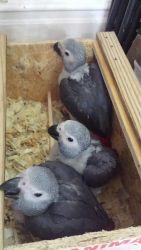 pair of young congo african greys