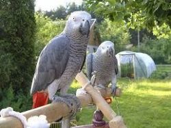 Female African Grey Parrot for Sale $400.00
