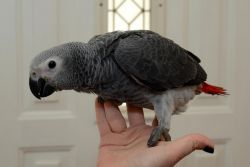 Lovely and talking African Grey Parrots ready CALL (xxx) xxx-xxx9