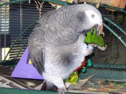 Silly Tame African Grey Parrot