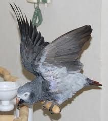 beautiful African grey baby for sale