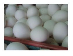 Fertile Parrot Eggs and Hatching Table Eggs for Sale