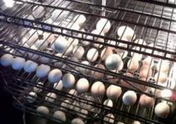 Macaw, Cockatoo, African Grey and other parrots and fertile eggs for s