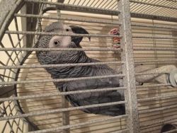 Hand Reared Silly Tame Baby African Grey Parrot