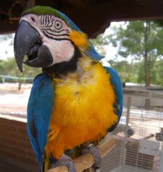 parrots available for sale