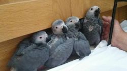African Congo Grey Parrots for sale .